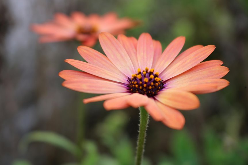 botanoryx elviora modrix 3375414115