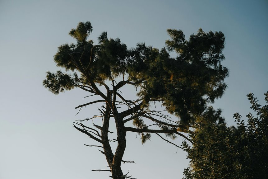 floravexa dymora address details