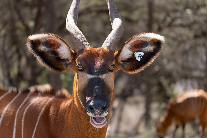 wildlife adventures phone numbers